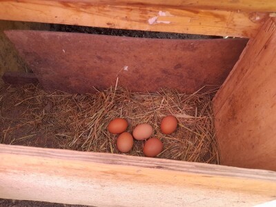 Gospodarstvo Drage Čape