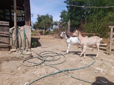 Gospodarstvo Drage Čape