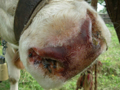 Goveče obolelo od bolesti plavog jezika Goveče obolelo od bolesti plavog jezika