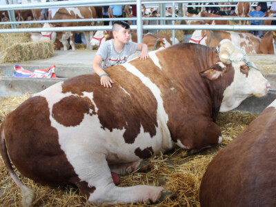 Kokan, najveći bik na sajmu