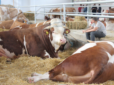 Izložba goveda na Novosadskom sajmu