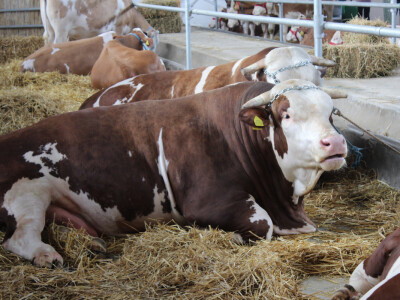 Izložba goveda na Novosadskom sajmu