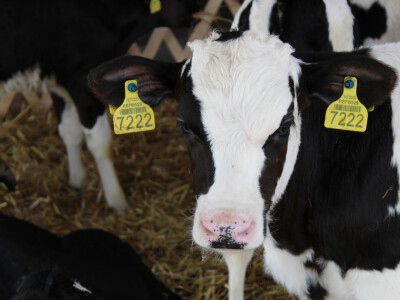 Izložba goveda na Novosadskom sajmu