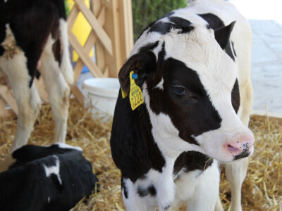 Holstajn frizijsko govedo