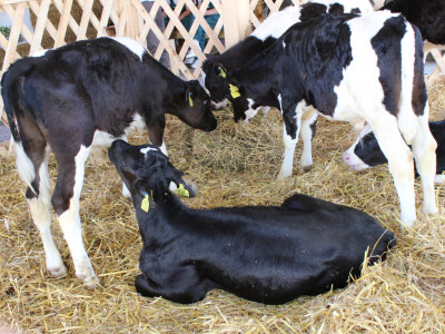 Izložba goveda na Novosadskom sajmu