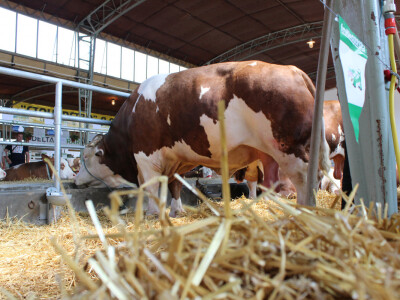 Izložba goveda na Novosadskom sajmu