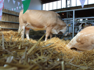 Izložba goveda na Novosadskom sajmu