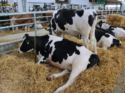 Izložba goveda na Novosadskom sajmu