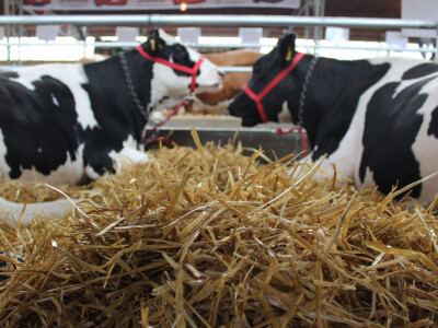 Izložba goveda na Novosadskom sajmu