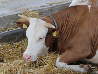 Izložba goveda na Novosadskom sajmu