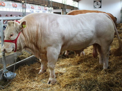 Priplodni bik Fratello 1400kg Charolais