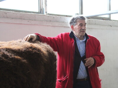 Goveda pasmine Salares na sajmu u Gudovcu