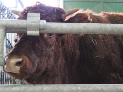 Goveda pasmine Salares na sajmu u Gudovcu