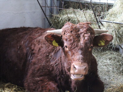 Goveda pasmine Salares na sajmu u Gudovcu