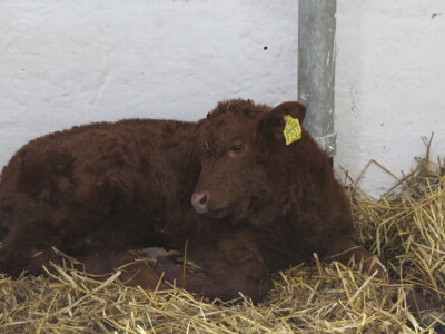 Goveda pasmine Salares na sajmu u Gudovcu