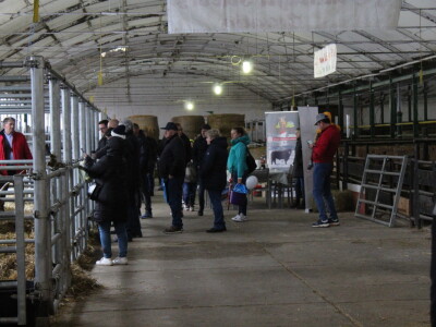 Goveda pasmine Salares na sajmu u Gudovcu