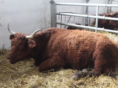 Goveda pasmine Salares na sajmu u Gudovcu