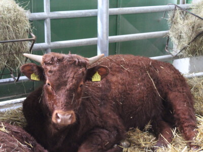 Goveda pasmine Salares na sajmu u Gudovcu