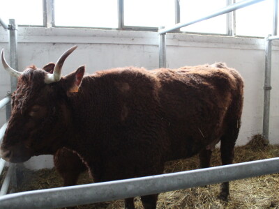 Goveda pasmine Salares na sajmu u Gudovcu