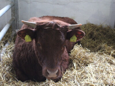 Goveda pasmine Salares na sajmu u Gudovcu