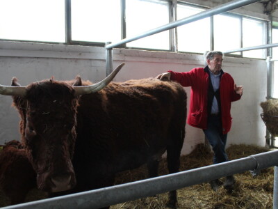 Goveda pasmine Salares na sajmu u Gudovcu