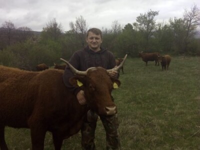 Jure i goveda na ispaši