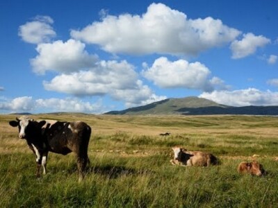 Govedo na planini Cincar Govedo na planini Cincar