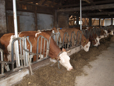 OPG Danijel Horvatić OPG Danijel Horvatić