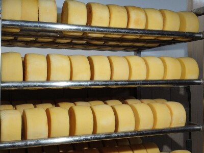 GP Kamensko, nema izvoza za stočarski i mljekarski sektor