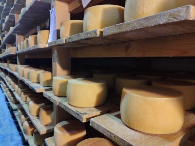 GP Kamensko, nema izvoza za stočarski i mljekarski sektor