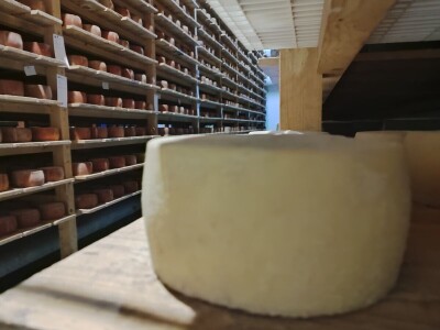 GP Kamensko, nema izvoza za stočarski i mljekarski sektor