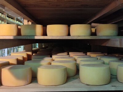 GP Kamensko, nema izvoza za stočarski i mljekarski sektor