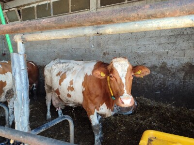 GP Kamensko, nema izvoza za stočarski i mljekarski sektor