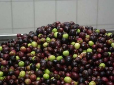 Masline se otkupljuju od lokalnih proizvođača Masline se otkupljuju od lokalnih proizvođača