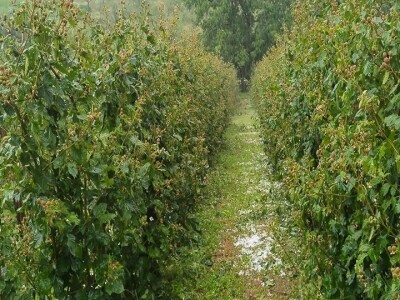 Grad naneo velike štete u valjevskim selima
