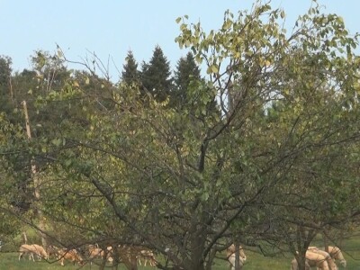 Grad naneo velike štete u valjevskim selima