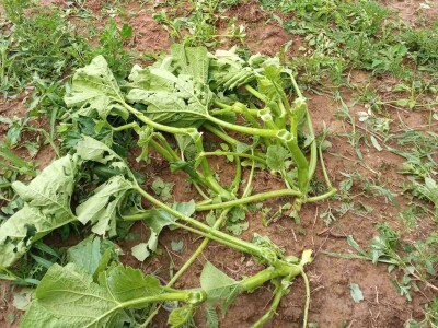 Grad poharao usjeve u Verićima kod Banja Luke Grad poharao usjeve u Verićima kod Banja Luke