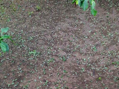 Grad poharao usjeve u Verićima kod Banja Luke Grad poharao usjeve u Verićima kod Banja Luke