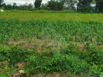 Grad poharao usjeve u Verićima kod Banja Luke Grad poharao usjeve u Verićima kod Banja Luke