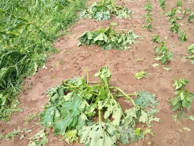 Grad poharao usjeve u Verićima kod Banja Luke Grad poharao usjeve u Verićima kod Banja Luke