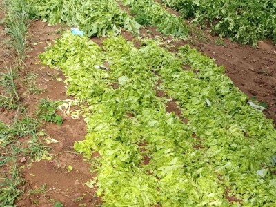 Grad poharao usjeve u Verićima kod Banja Luke Grad poharao usjeve u Verićima kod Banja Luke