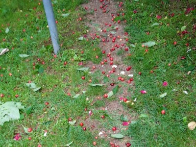 Grad poharao usjeve u Verićima kod Banja Luke Grad poharao usjeve u Verićima kod Banja Luke