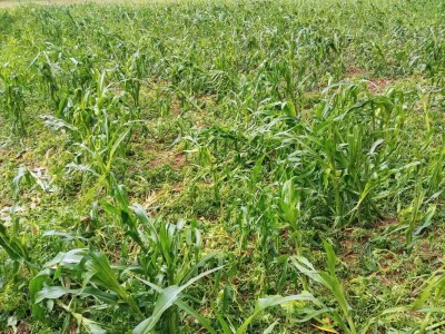 Grad poharao usjeve u Verićima kod Banja Luke Grad poharao usjeve u Verićima kod Banja Luke