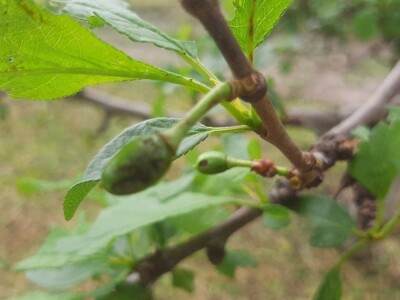 Grad pričinio veliku štetu usevima u Topoli
