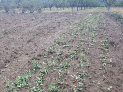 Grad pričinio veliku štetu usevima u Topoli