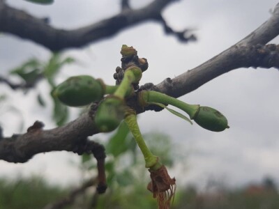 Grad pričinio veliku štetu usevima u Topoli