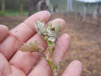Grad pričinio veliku štetu usevima u Topoli