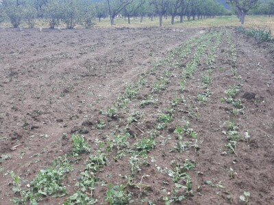 Grad pričinio veliku štetu usevima u Topoli Grad pričinio veliku štetu usevima u Topoli