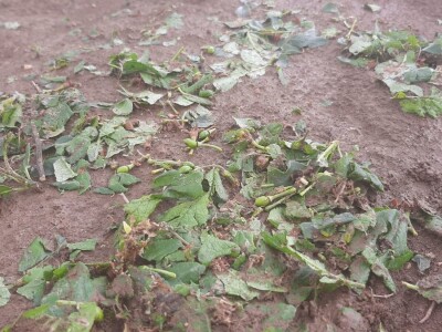 Grad pričinio veliku štetu usevima u Topoli, foto: M. Lazarević Grad pričinio veliku štetu usevima u Topoli, foto: M. Lazarević