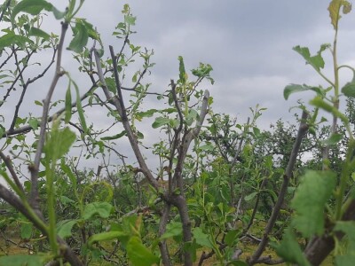 Grad pričinio veliku štetu usevima u Topoli, foto: M. Lazarević Grad pričinio veliku štetu usevima u Topoli, foto: M. Lazarević